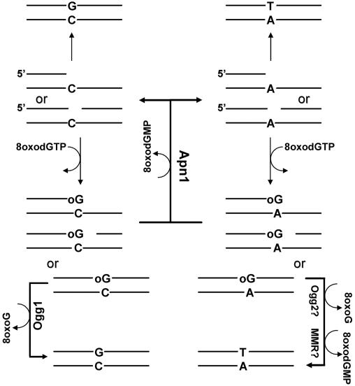 FIG. 6.