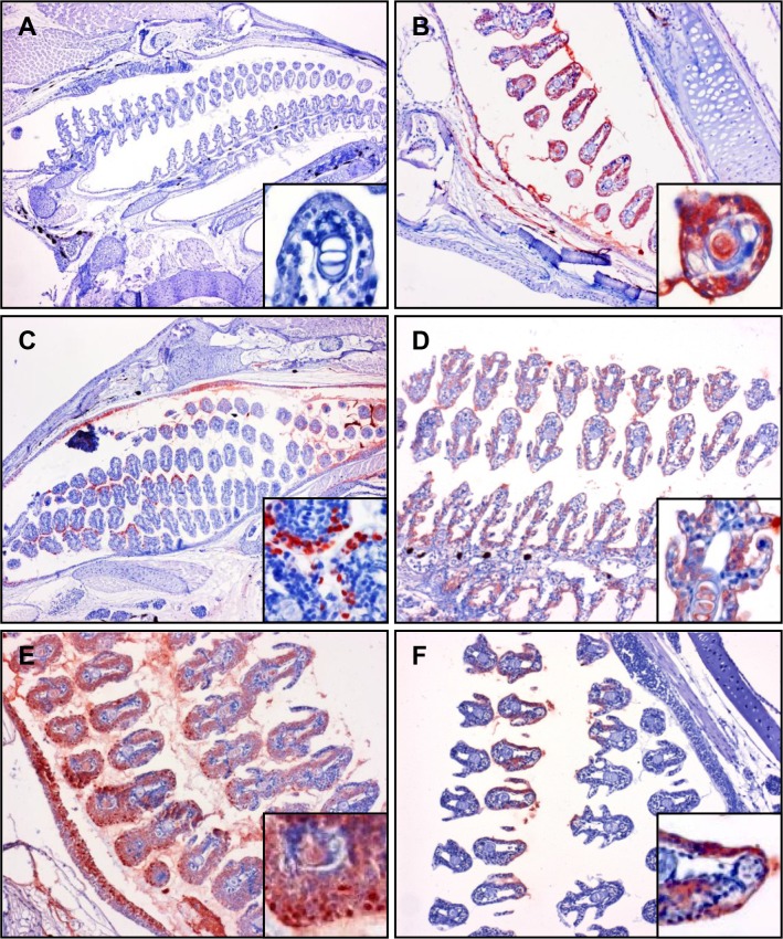 Fig 7