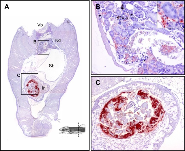 Fig 5