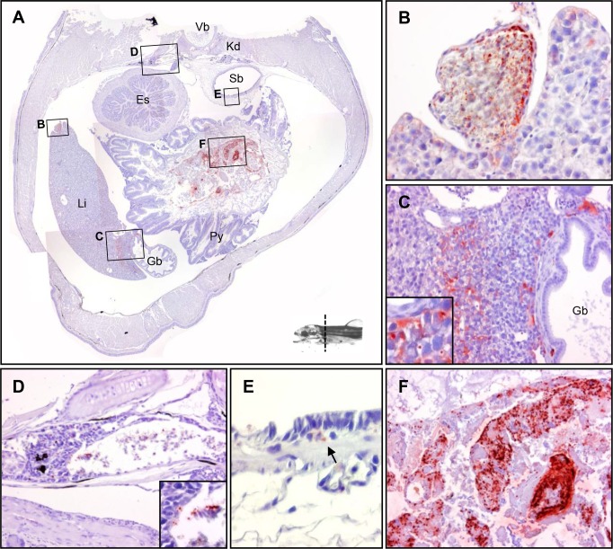 Fig 3