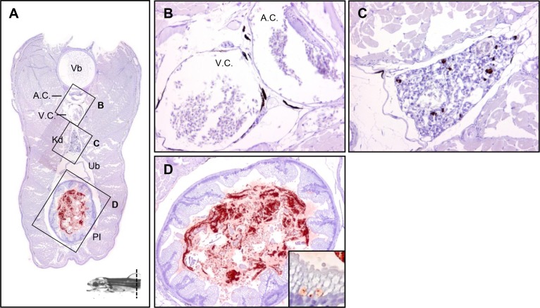 Fig 6