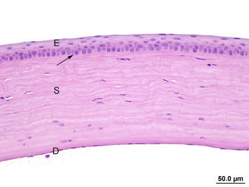 Figure 16.5