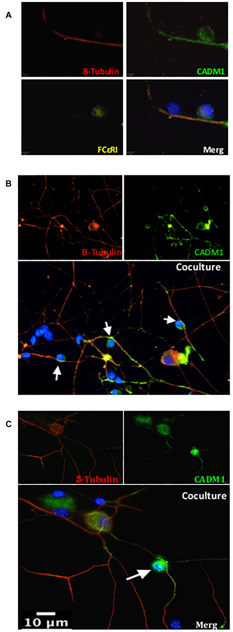 FIGURE 2