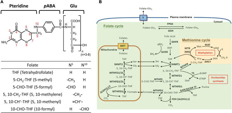 FIGURE 1