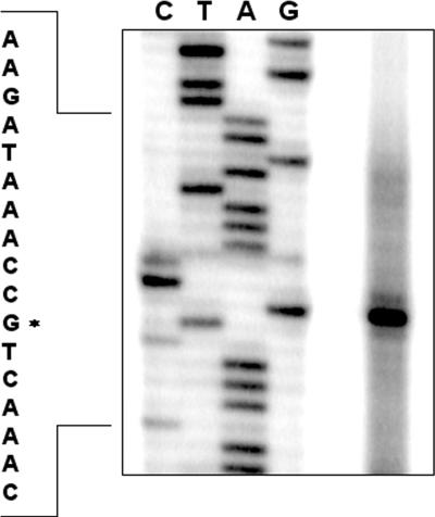 FIG. 2.