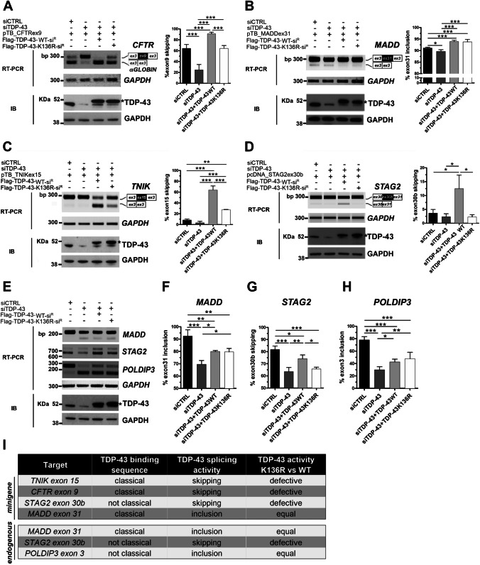 SUMOylation Regulates TDP-43 Splicing Activity and Nucleocytoplasmic ...