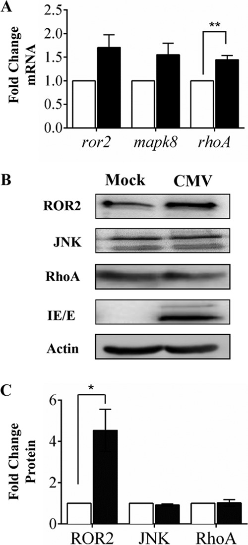 FIG 2