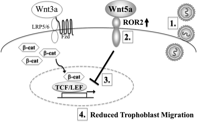 FIG 6