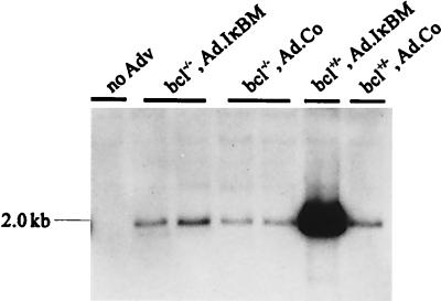 FIG. 6