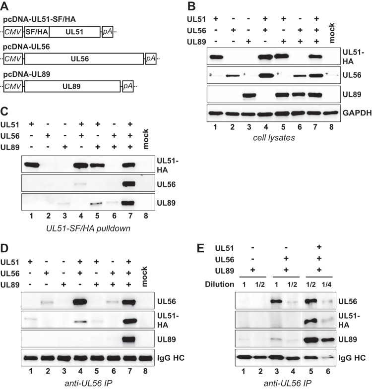 FIG 3