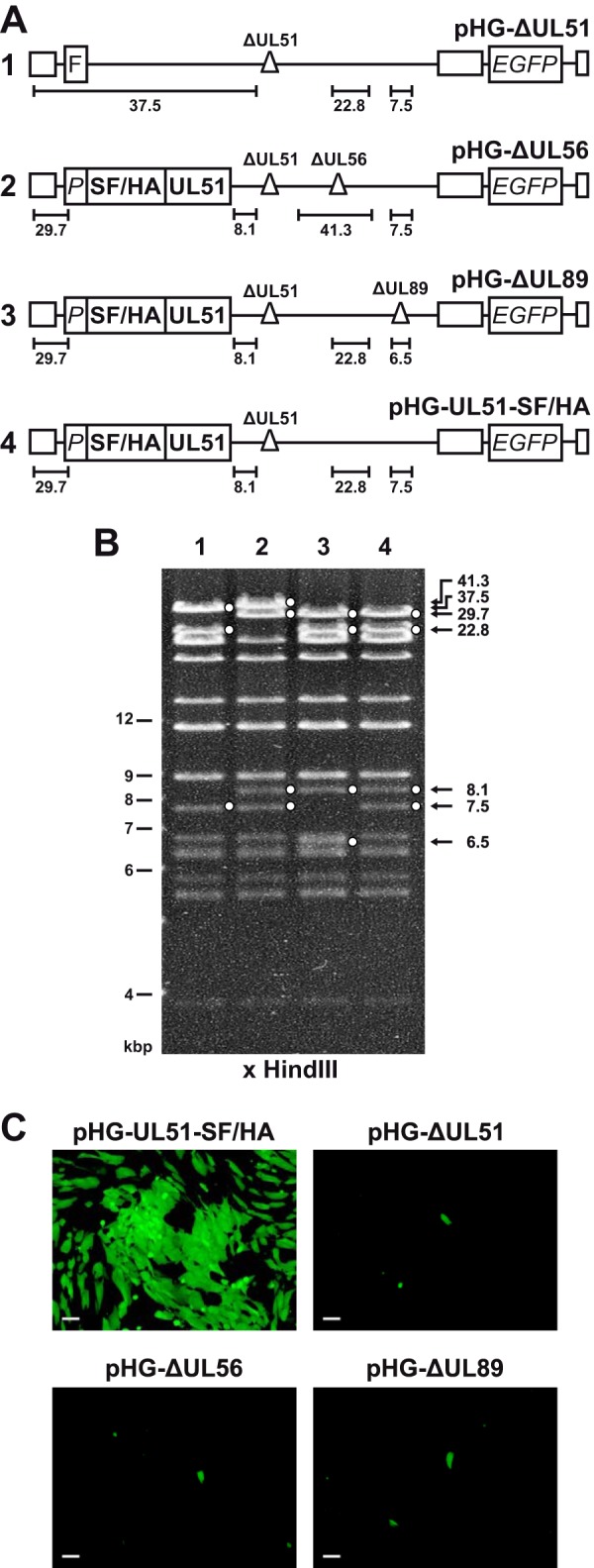 FIG 1