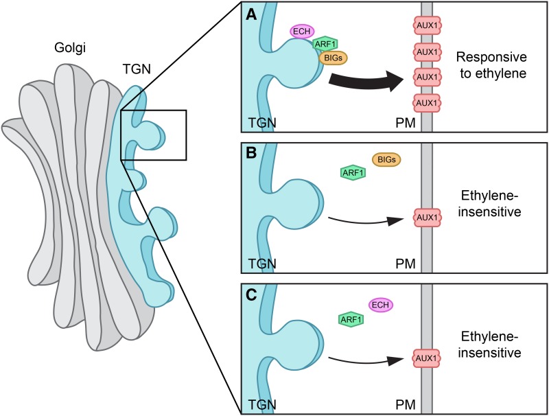 Figure 12.