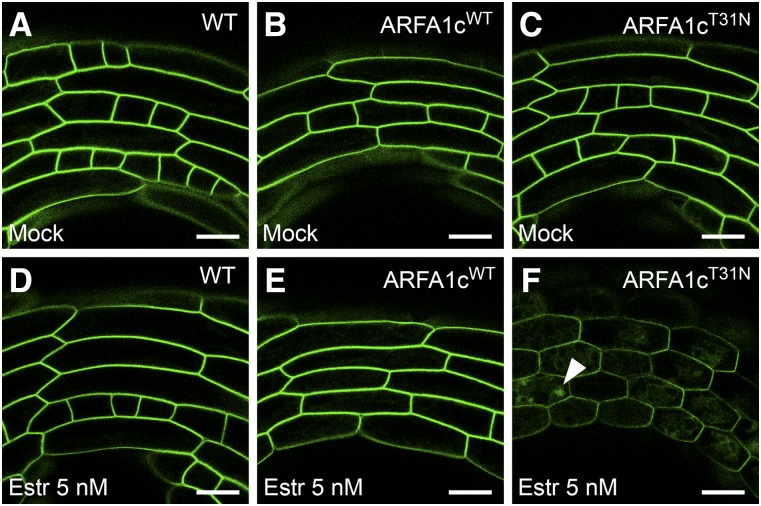 Figure 11.