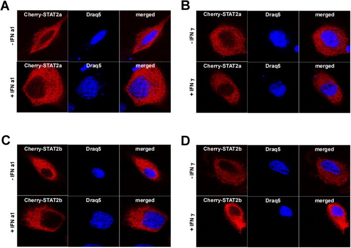 Supplementary Fig. S1