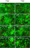 Fluorescence microscopy images show cells treated under different conditions at two time points, six and nine hours post-infection (hpi). The conditions include a control (MOCK), treatment with RRV alone, and RRV with BaP at concentrations of 125 and 250 micrograms per milliliter. Red rectangles highlight areas of interest within each panel.