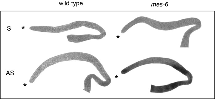 Figure 5—figure supplement 2.