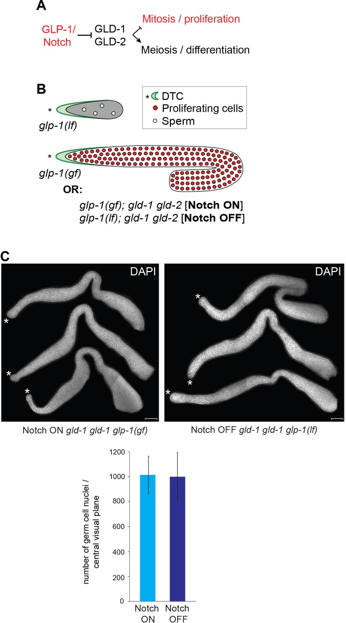 Figure 2—figure supplement 1.