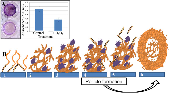 FIG 2