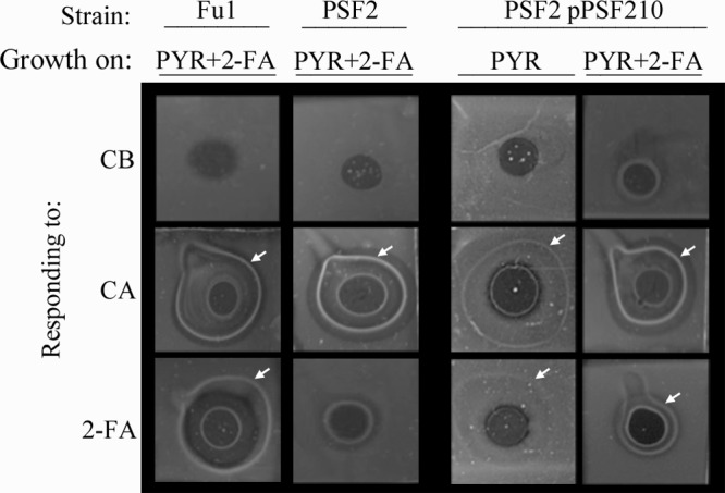 Fig 4