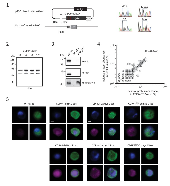 Figure 3—figure supplement 1.