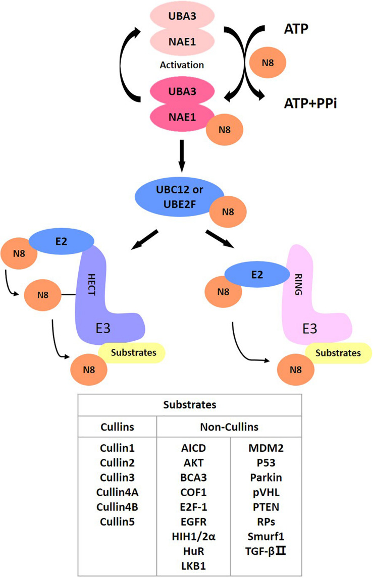 FIGURE 1