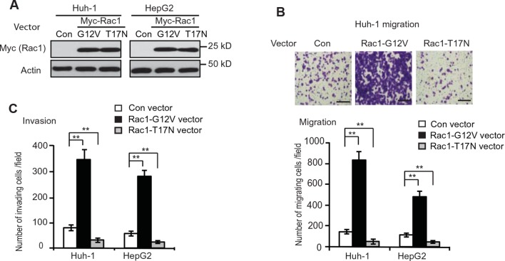 Figure 4—figure supplement 1.