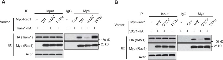 Figure 3—figure supplement 1.