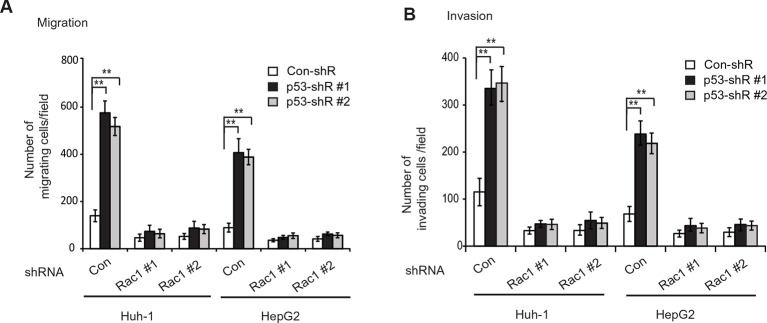 Figure 7—figure supplement 1.