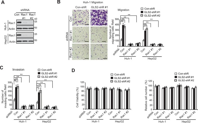 Figure 4—figure supplement 3.