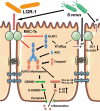 Fig. 8