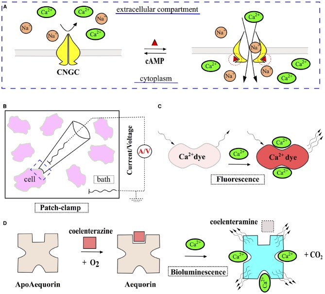 FIGURE 2