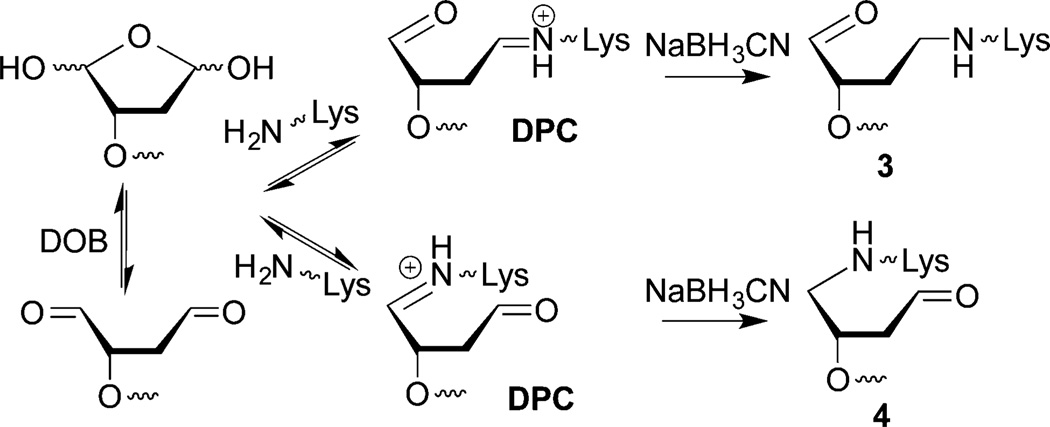 Scheme 4