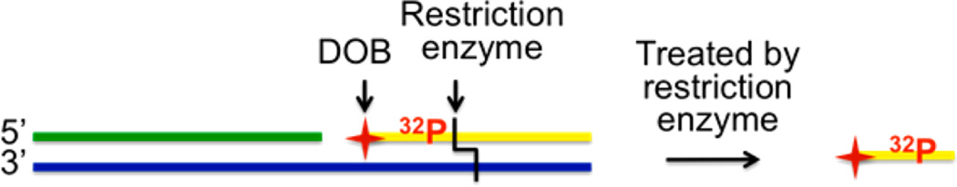 Scheme 3