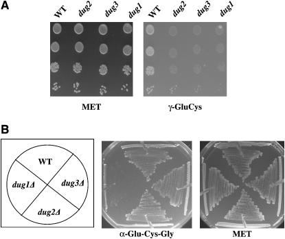 Figure 2.—