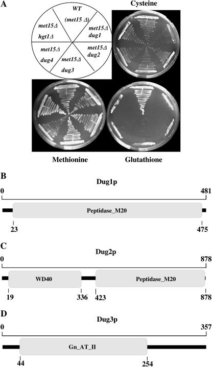 Figure 1.—