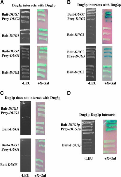 Figure 4.—