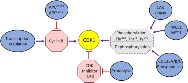 FIGURE 1