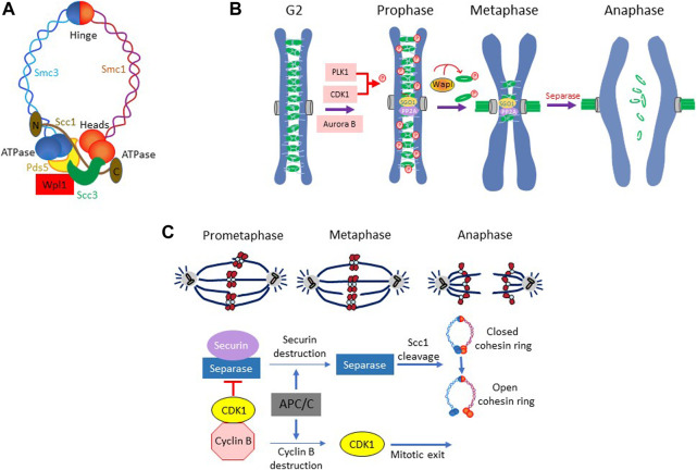 FIGURE 2