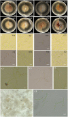 Fig. 2