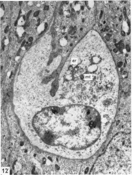 Fig. 12