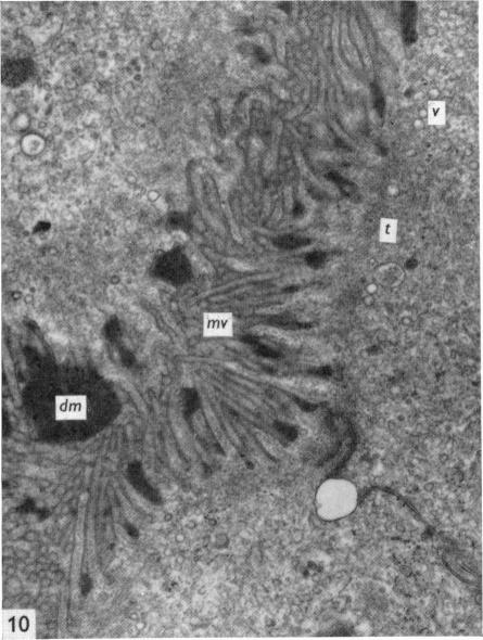 Fig. 10