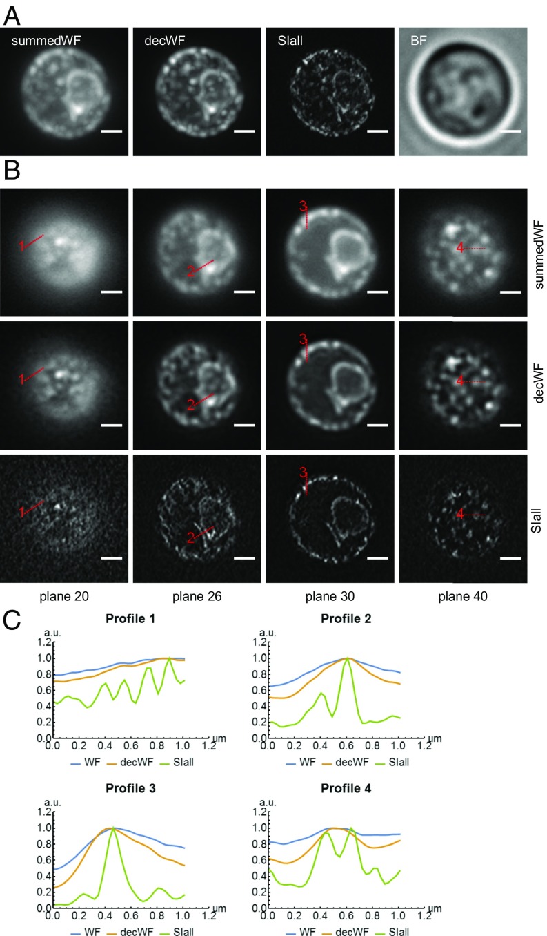 Fig. 6.