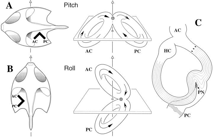 Fig. 11.