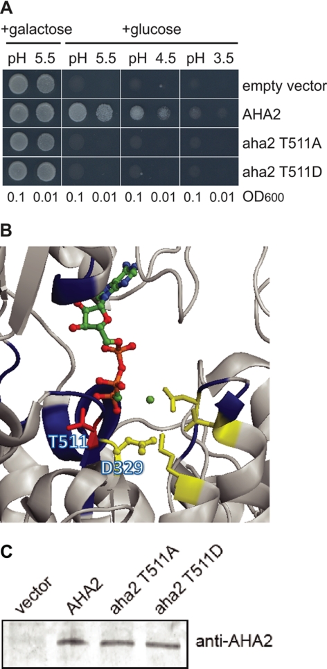 FIGURE 4.