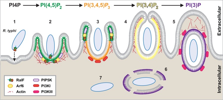 FIG 7