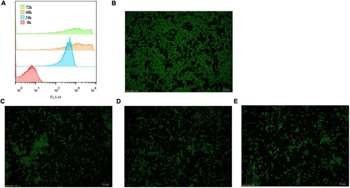 FIGURE 4