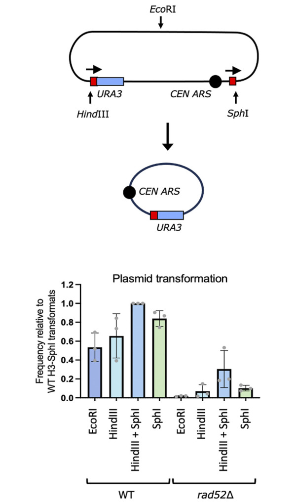 Fig 10