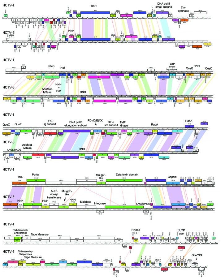 graphic file with name rna-10-803-g4.jpg