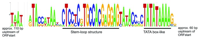 graphic file with name rna-10-803-g6.jpg