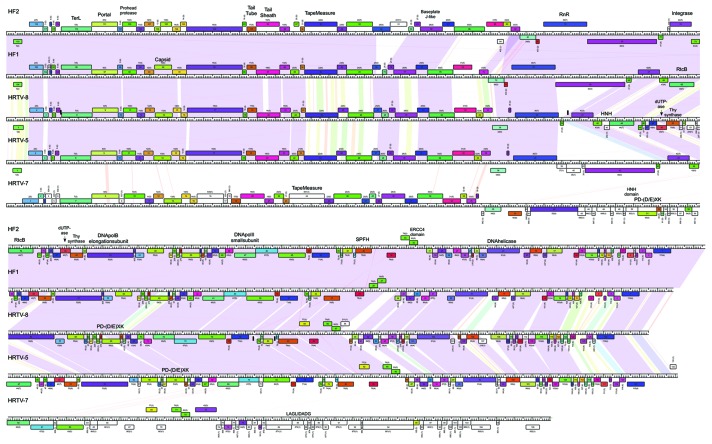 graphic file with name rna-10-803-g3.jpg